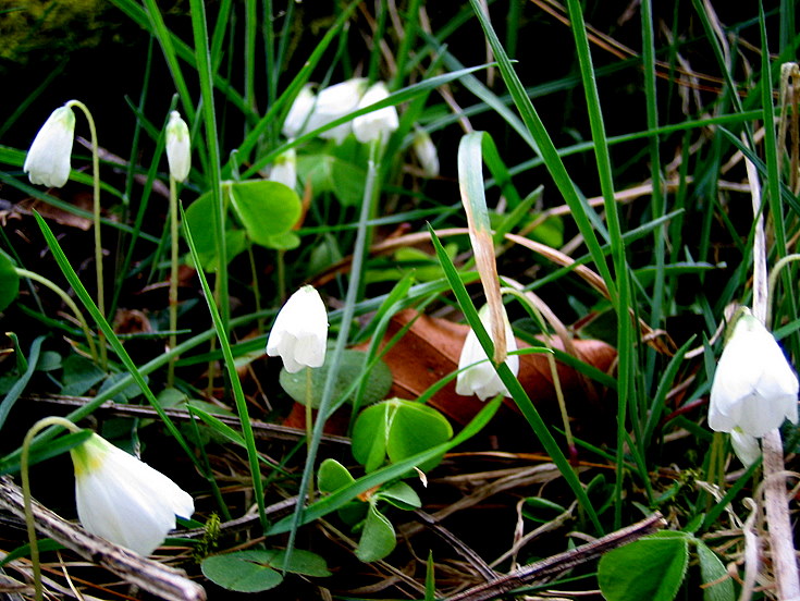 Wood Sorrel at Whitehouse