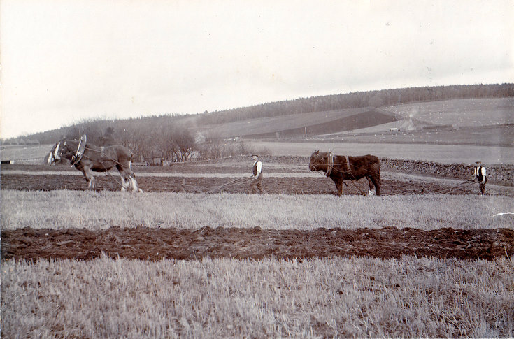 Plooin' wi' a pair o' horses an' a horse n' stot