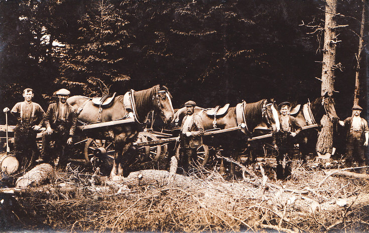 Foresters about to haul timber