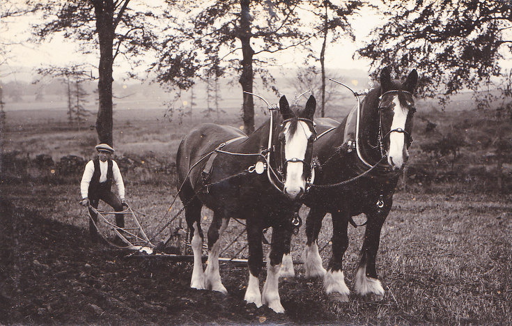 Plooin' wi a pair o' horses