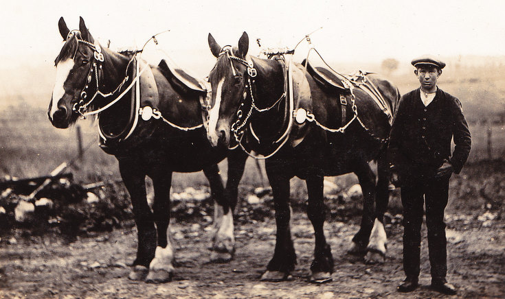 Young Loon and Horses