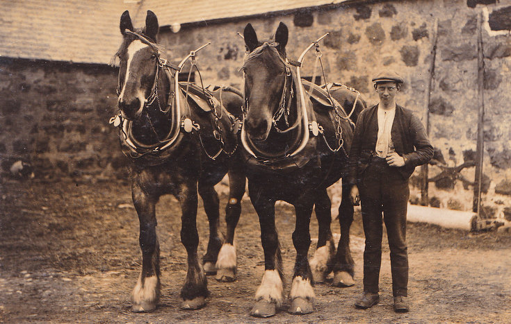 Loon and Pair of Workhorses