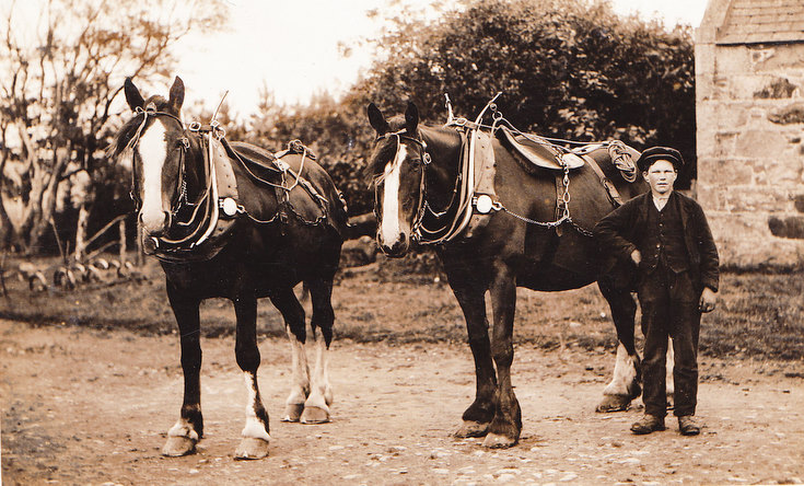 Young loon and Workhorses