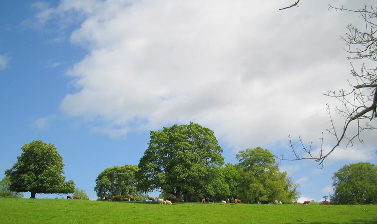 Castle Forbes workforce grazing the pasture