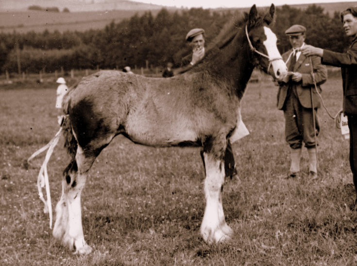 Champion at the Glenkindie Show