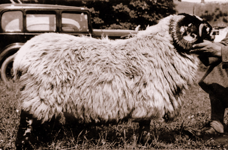 Champion at Glenkindie Show