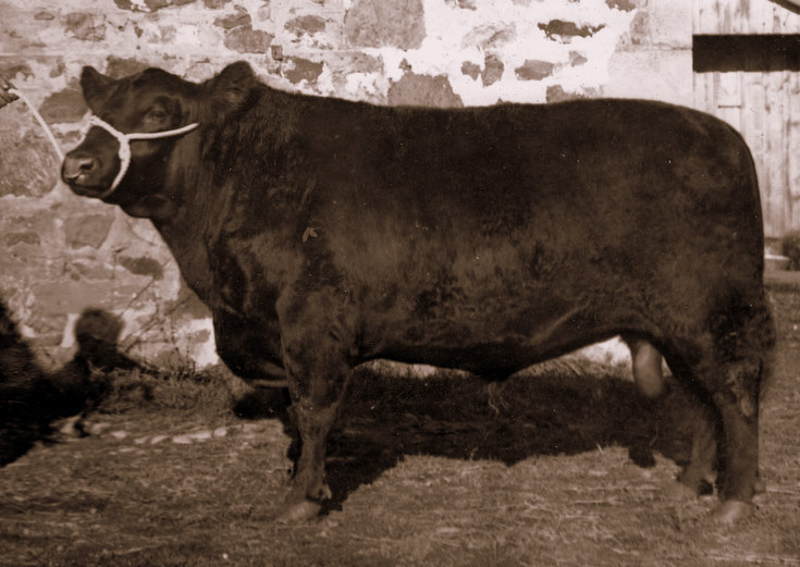 Aberdeen Angus Bull