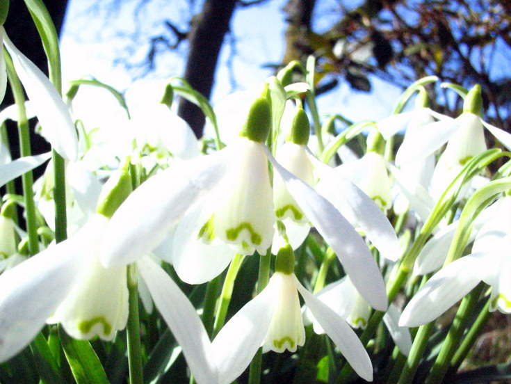 Snowdrops at Whitehouse