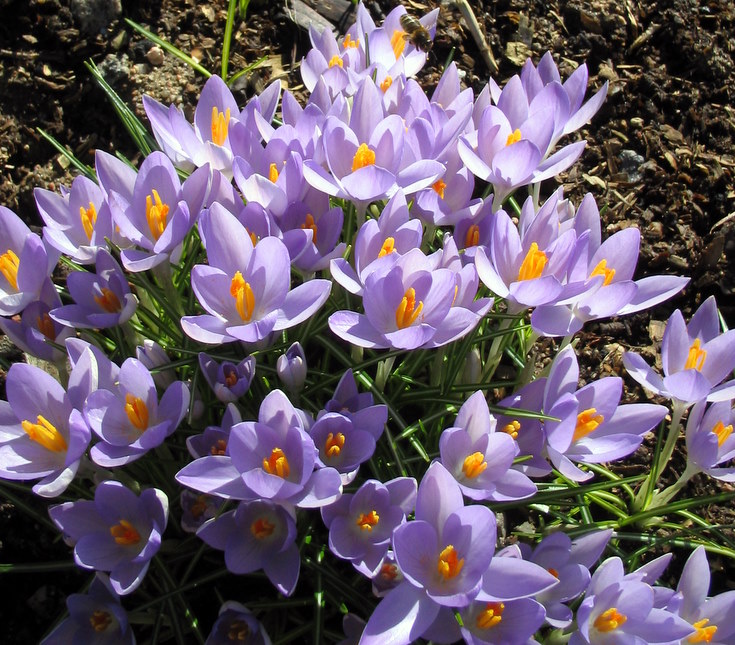 Crocuses at Whitehouse