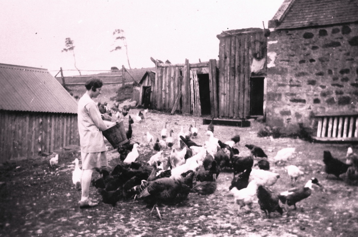 Feeding the poultry