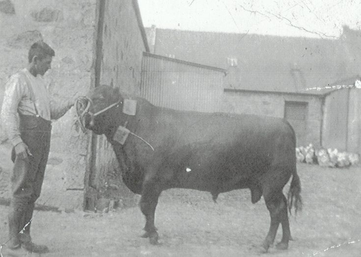 Aberdeen Angus bull