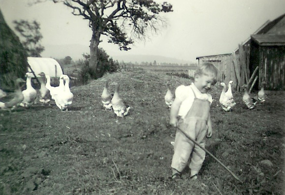 Young fairmer loon disciplining the geese