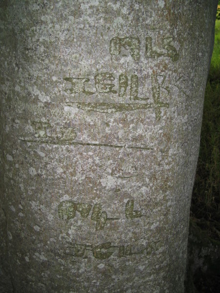 Names and dates carved in trees
