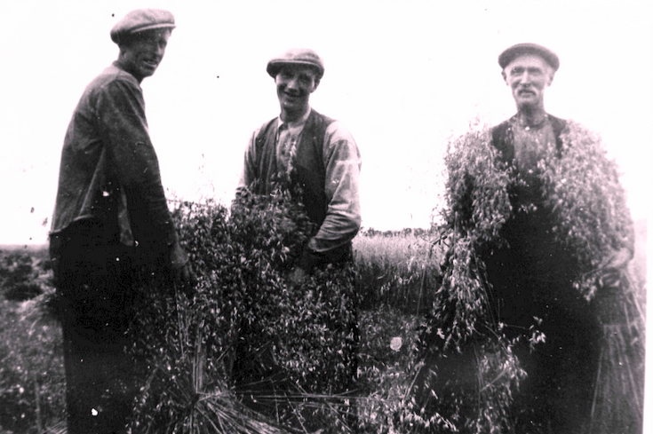 Harvesting oats