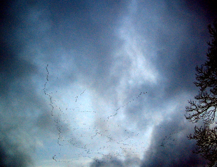 Huge Skeins of Geese over Alford