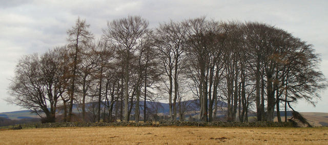 Remains of the Terry Chapel