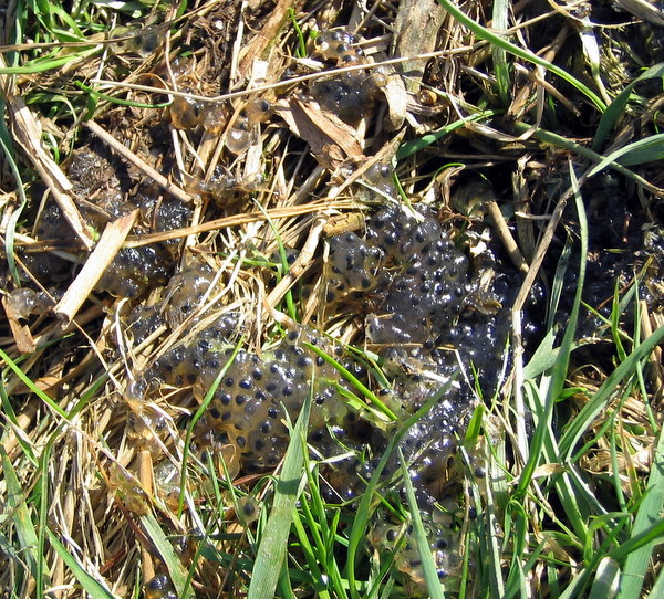 Frogspawn at Whitehouse