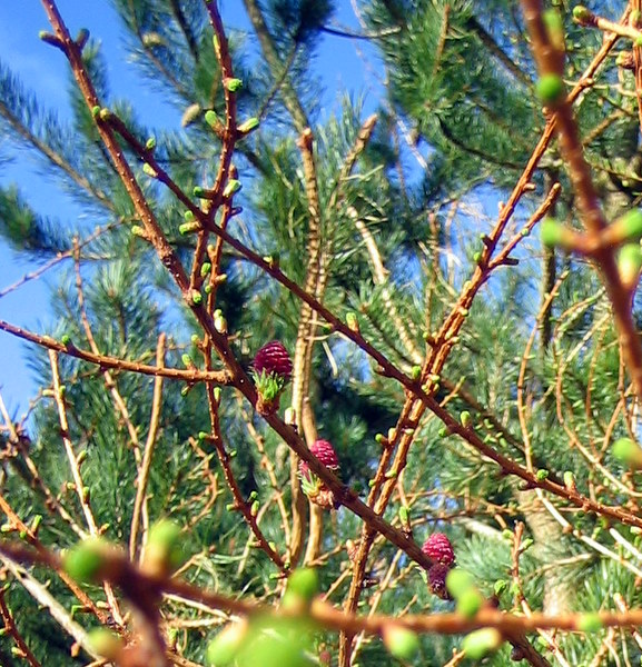 Larch