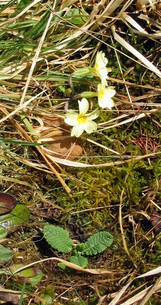 First Primroses at Whitehouse