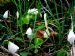 Wood Sorrel at Whitehouse