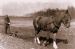 Ploughing with horse