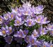 Crocuses at Whitehouse