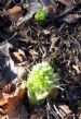 Butterbur at Keig