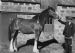 Gordon Reid at Shannoch Farm