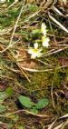 First Primroses at Whitehouse