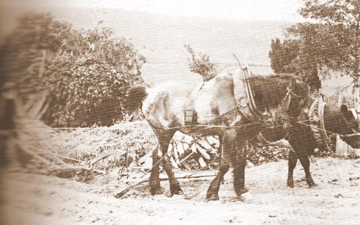 Man Ploughing with Horse and Cow